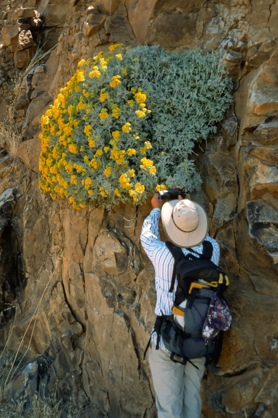 Guadalupe Island, Perityle incana, cliffs at lower circus