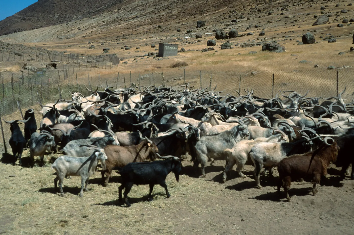 Guadalupe Island, goats in trap, spring