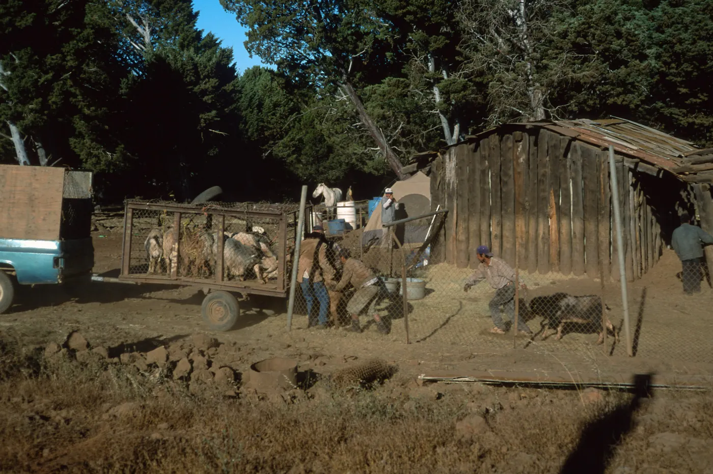 Guadalupe Island, loading goats, Cypress camp