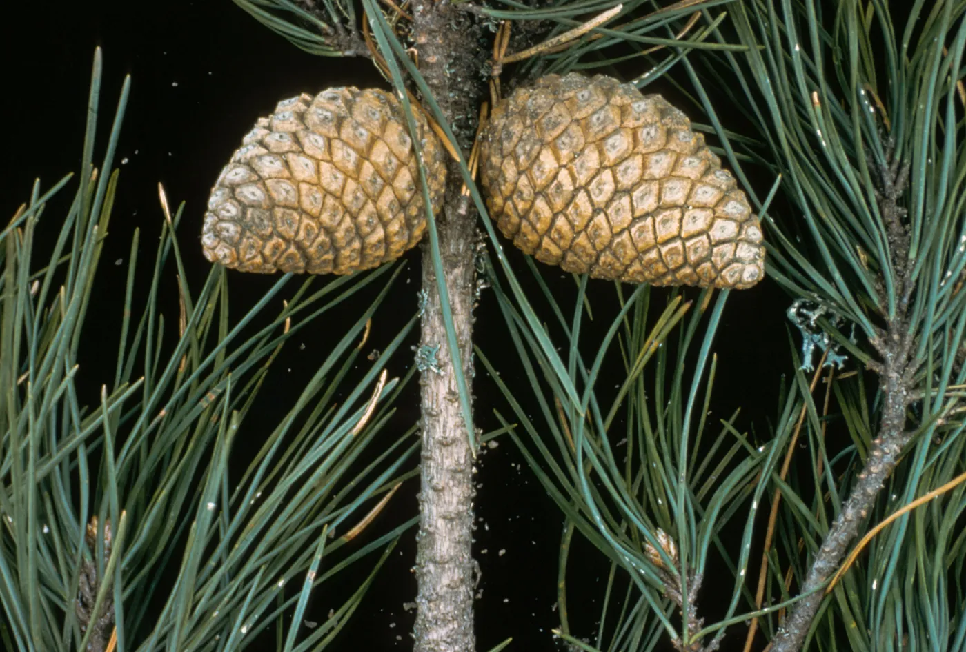 Guadalupe Island, Pinus radiata var. binata