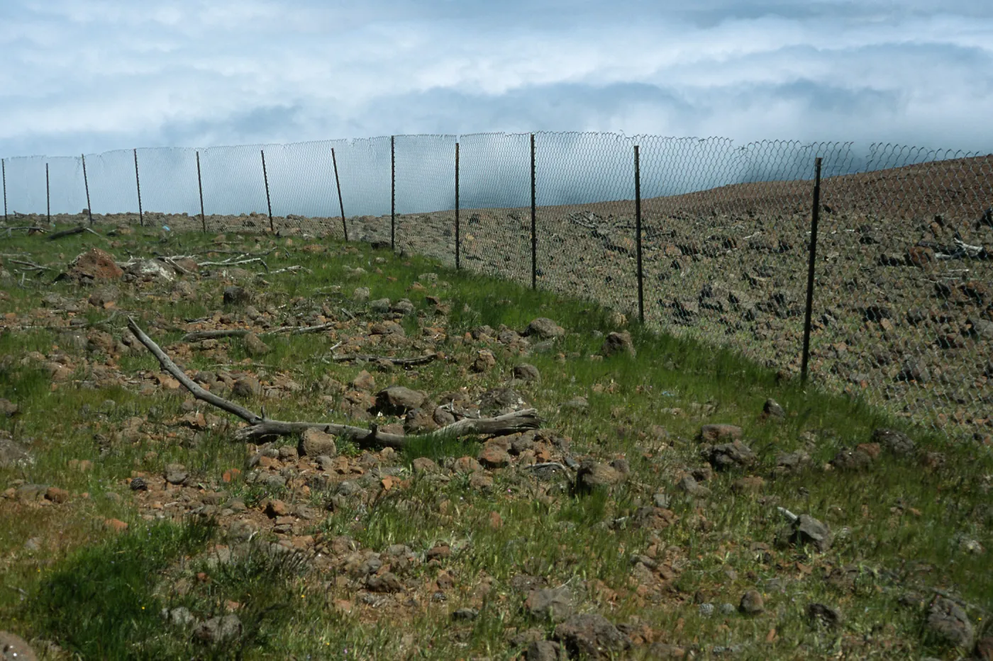 Guadalupe Island, pine exclosure, North end of Guadalupe Island