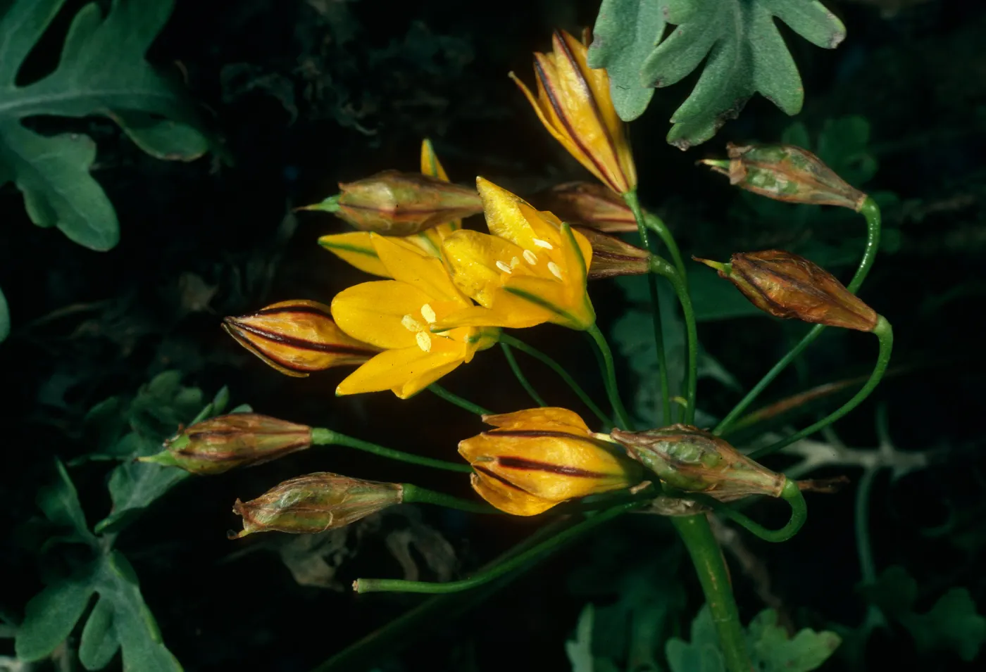 Guadalupe Island, Baja California, Triteleia
