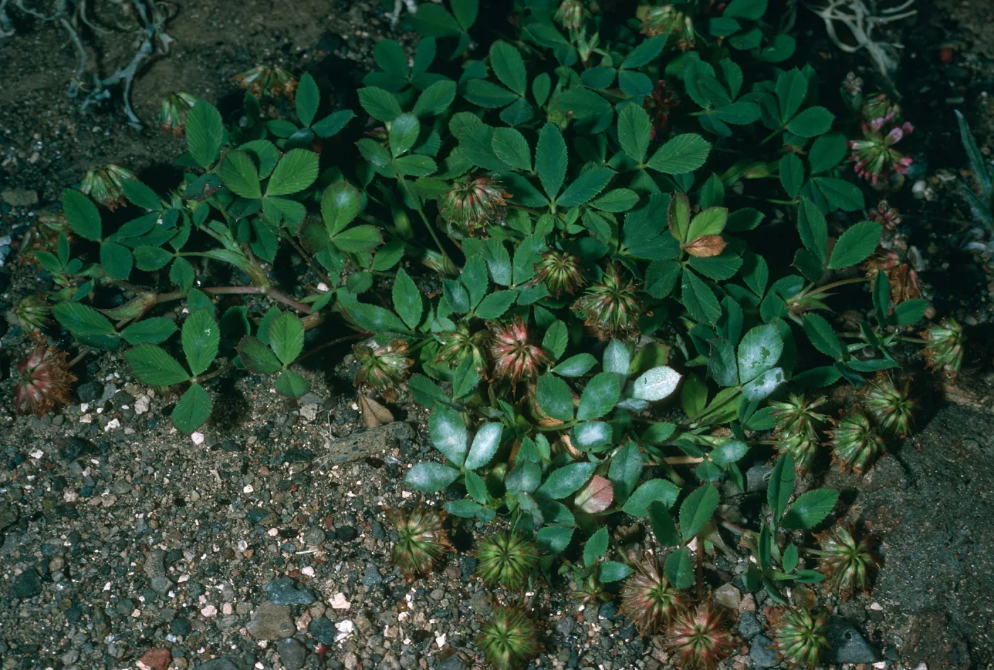 Guadalupe Island, Trifolium palmeri, South mesa