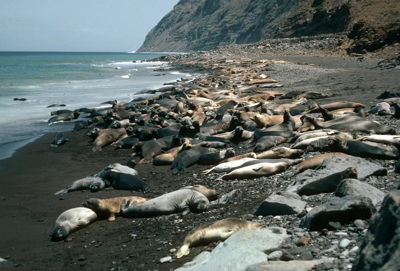 Guadalupe Island