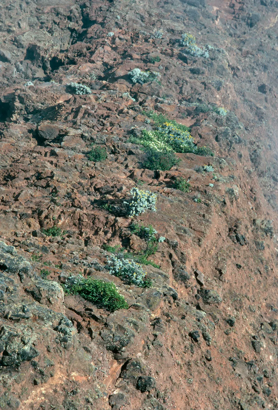 Guadalupe Island, plants on cliff