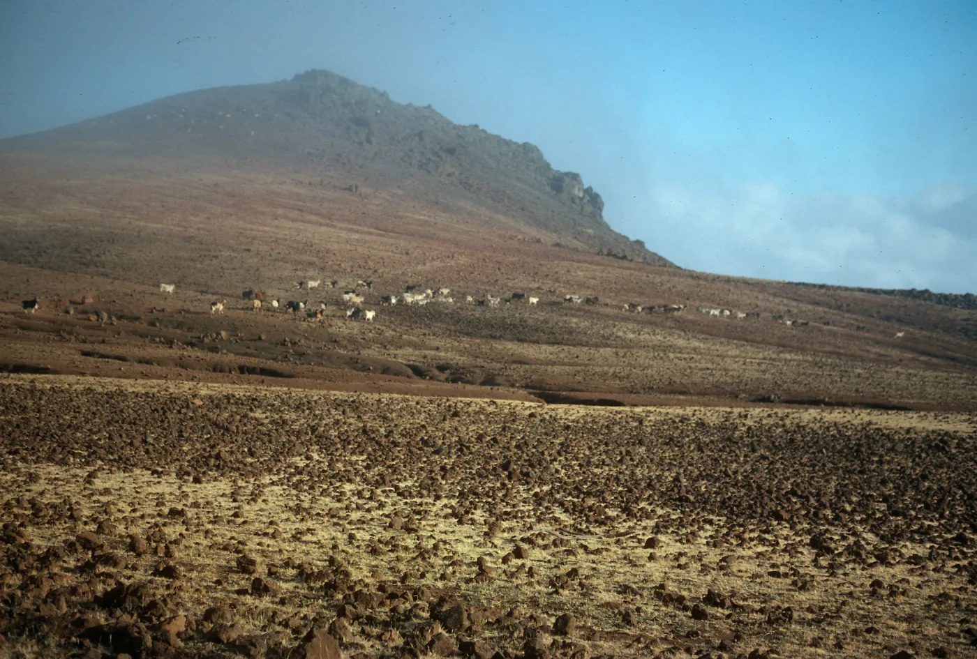 Guadalupe Island