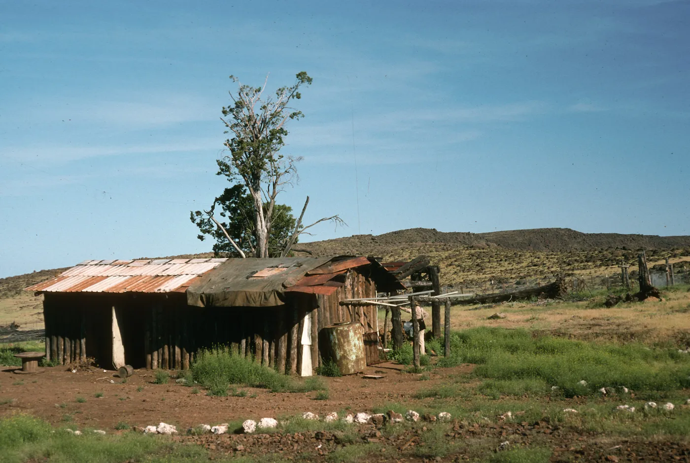 Guadalupe Island, cabin, North end of cypress grove