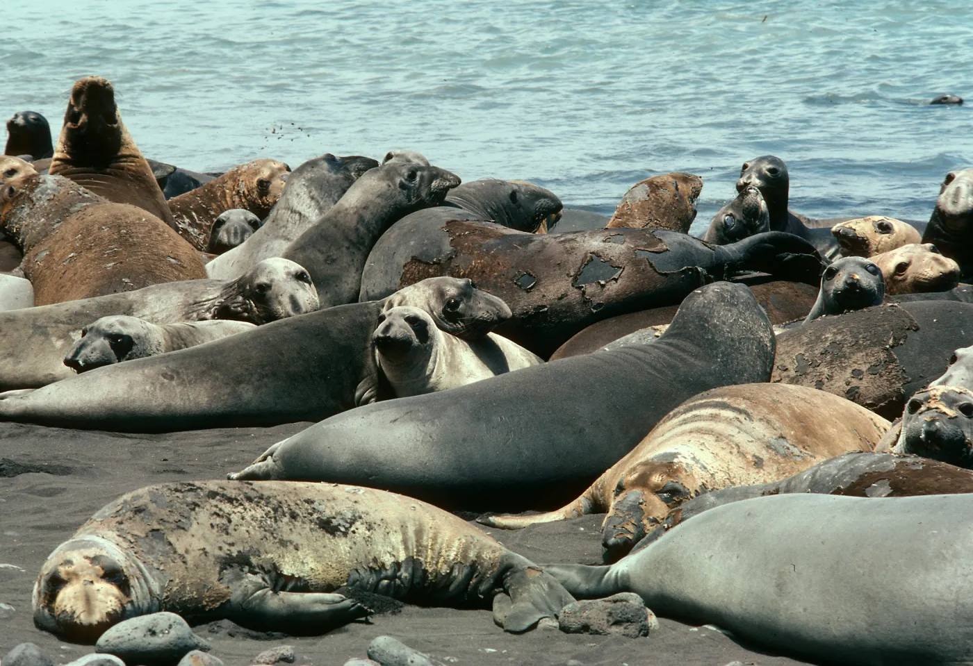 Guadalupe Island, Elephant Seals, Pilot Rock Beach