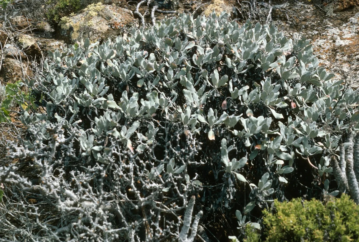 Guadalupe Island, Eriogonum zapatoense, outer islet