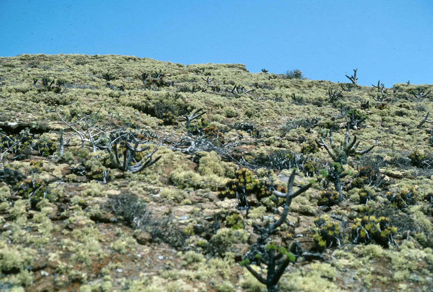 Guadalupe Island, Coreopsis, Talinum, Dudleya (liveforevers), outer islet