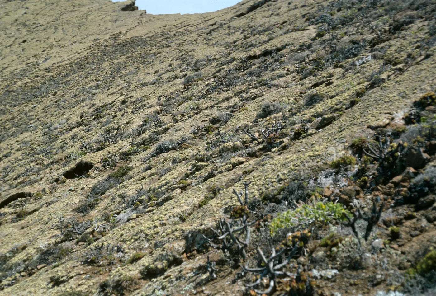 Guadalupe Island, outer islet