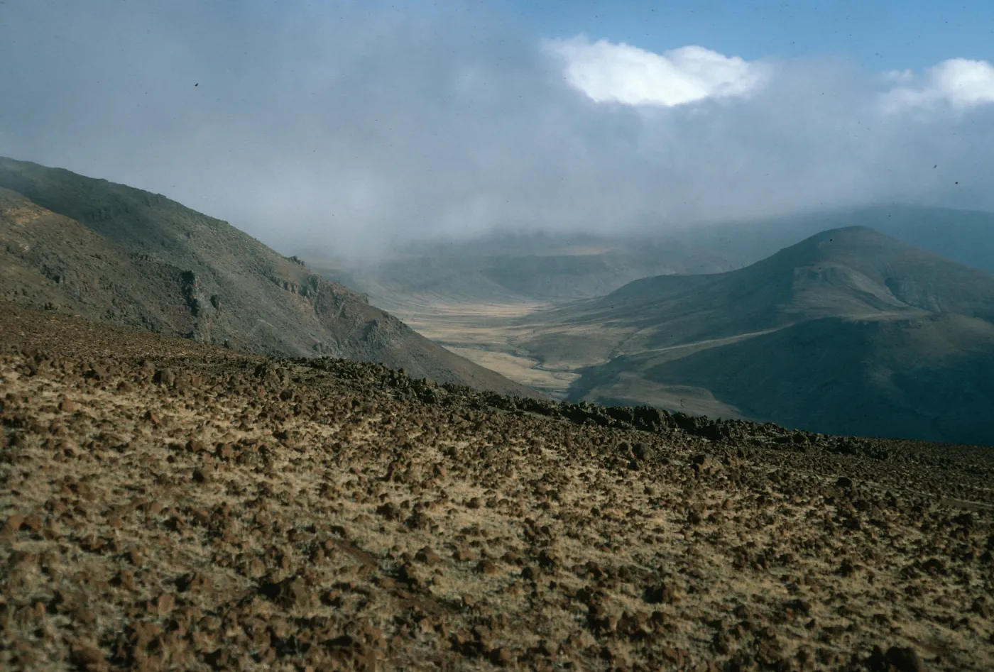 Guadalupe Island