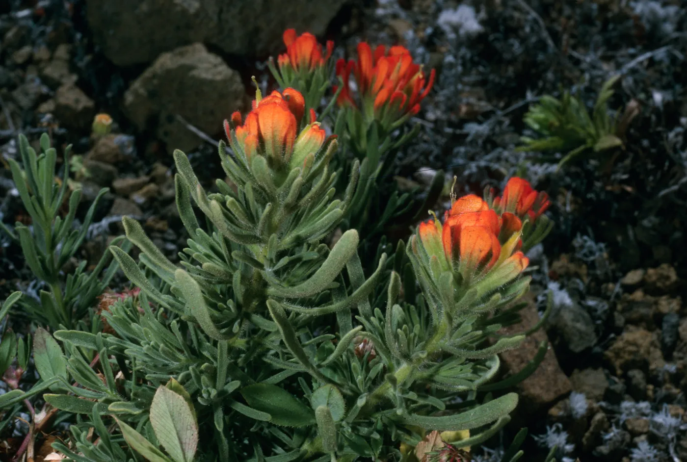 Guadalupe Island, Castilleja fruticosa, South mesa