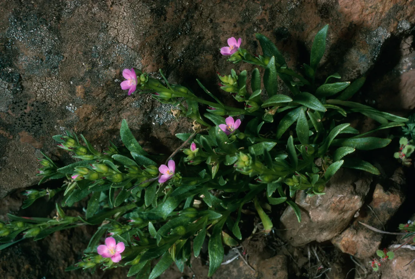Guadalupe Island, Calandrinia, slopes above spring