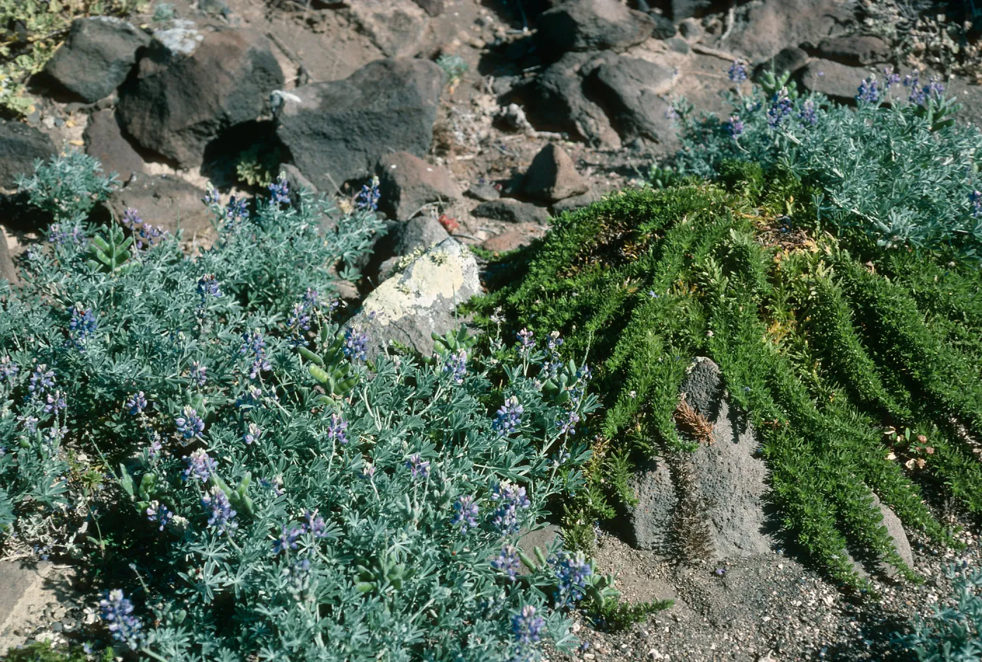 Guadalupe Island, Lupinus niveus, Hemizonia greeneana, South mesa