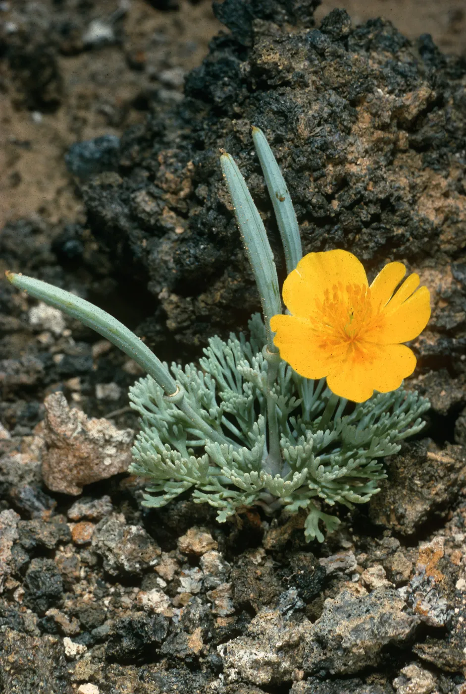 Guadalupe Island, Eschscholzia palmeri, South mesa, duplicate to RF Thorne