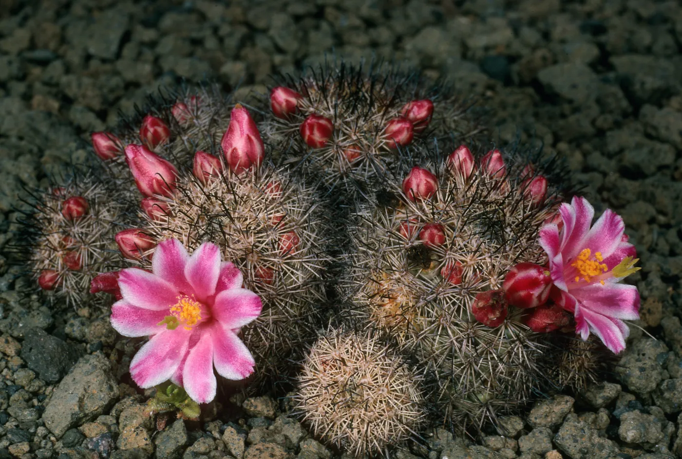 Guadalupe Island, Mammillaria, South mesa, duplicate to RF Thorne