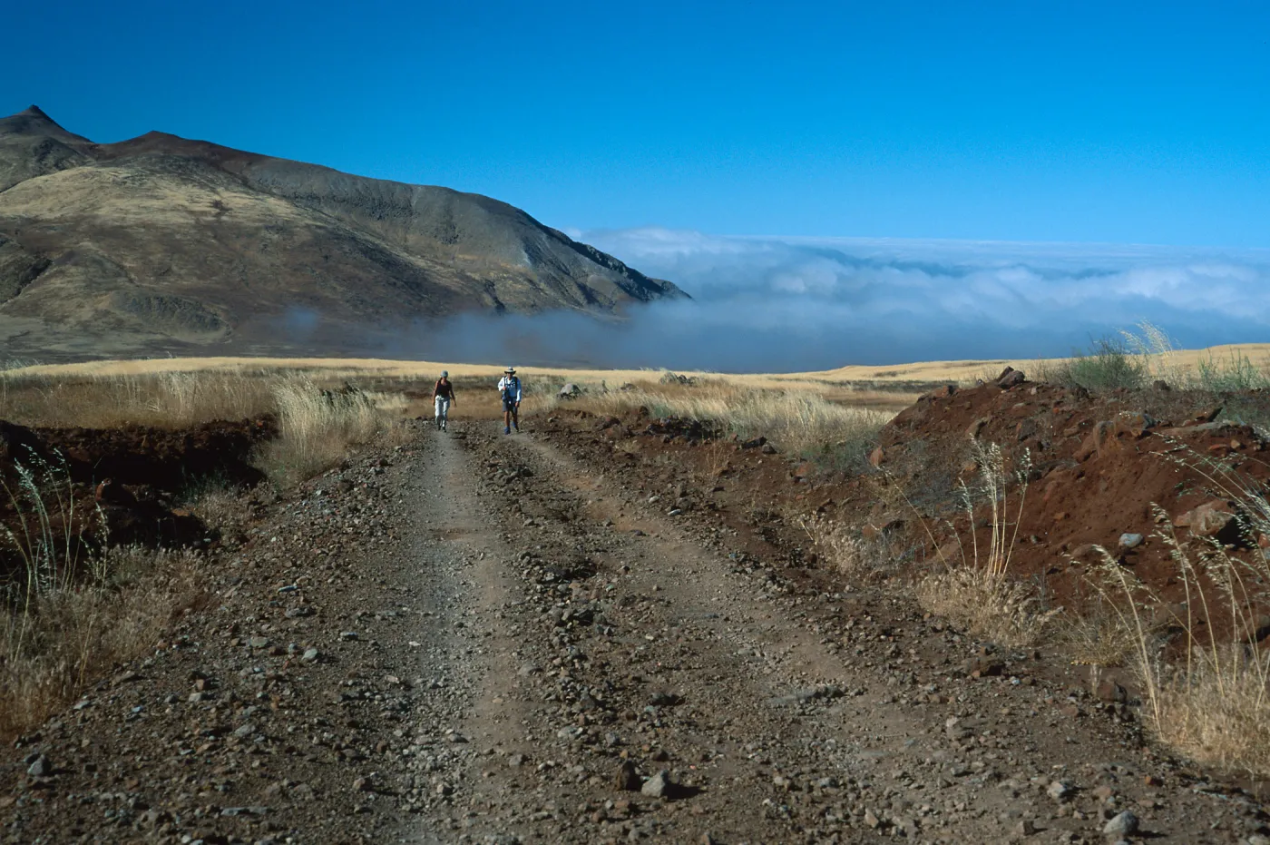 Guadalupe Island, road from airstrip to North end