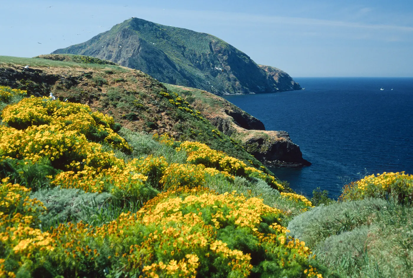Middle Anacapa Island, Coreopsis gigantea, looking west
