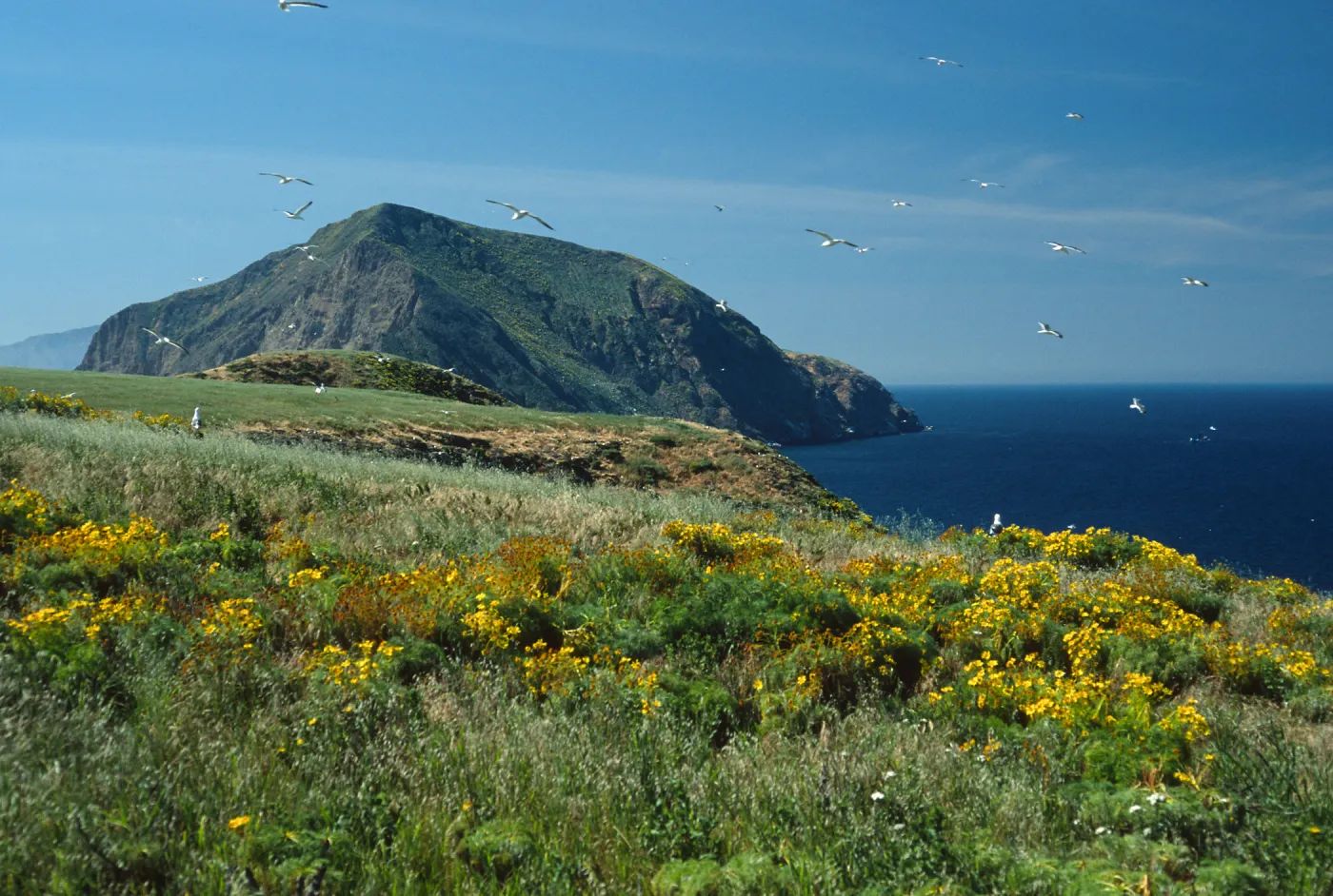 Middle Anacapa Island, terrace, Coreopsis gigantea, looking west