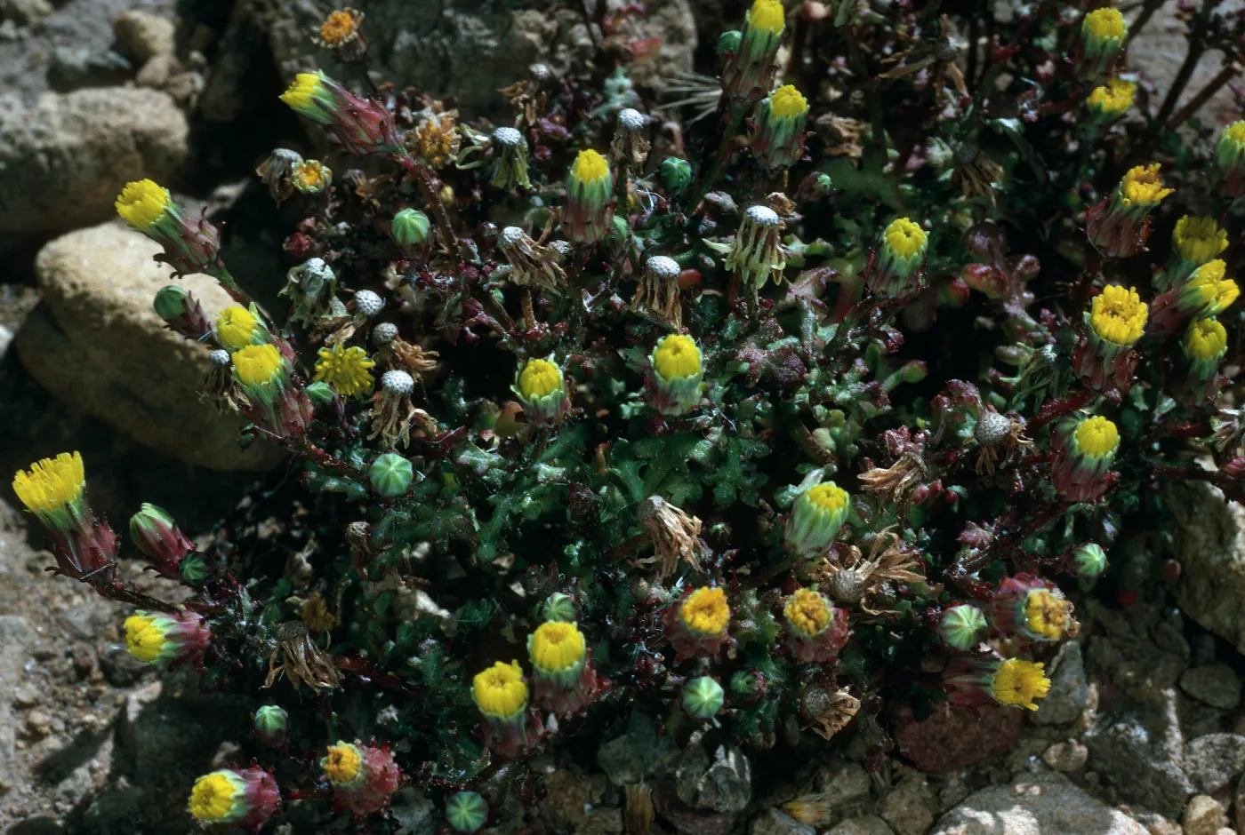 Malacothrix indecora, Just north of Mouth of Willows Canyon, San Miguel Island
