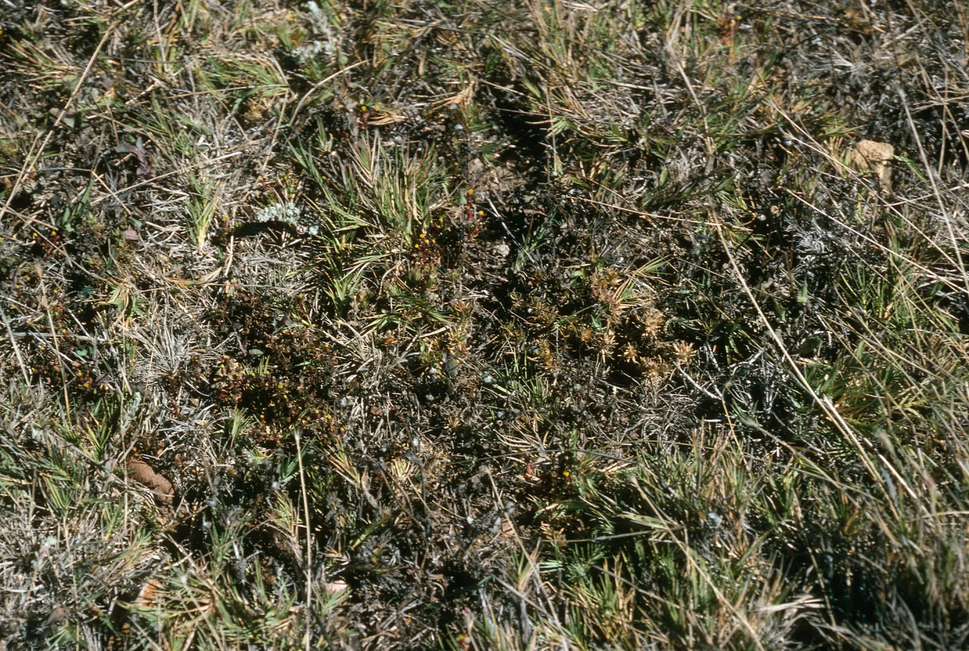 Malacothrix indecora habitat, Just north of mouth of Willows Canyon, San Miguel Island