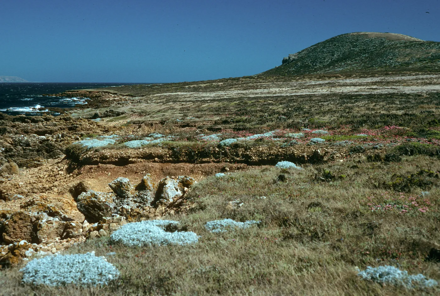 Malacothrix indecora habitat, Just north of mouth of Willows Canyon, San Miguel Island