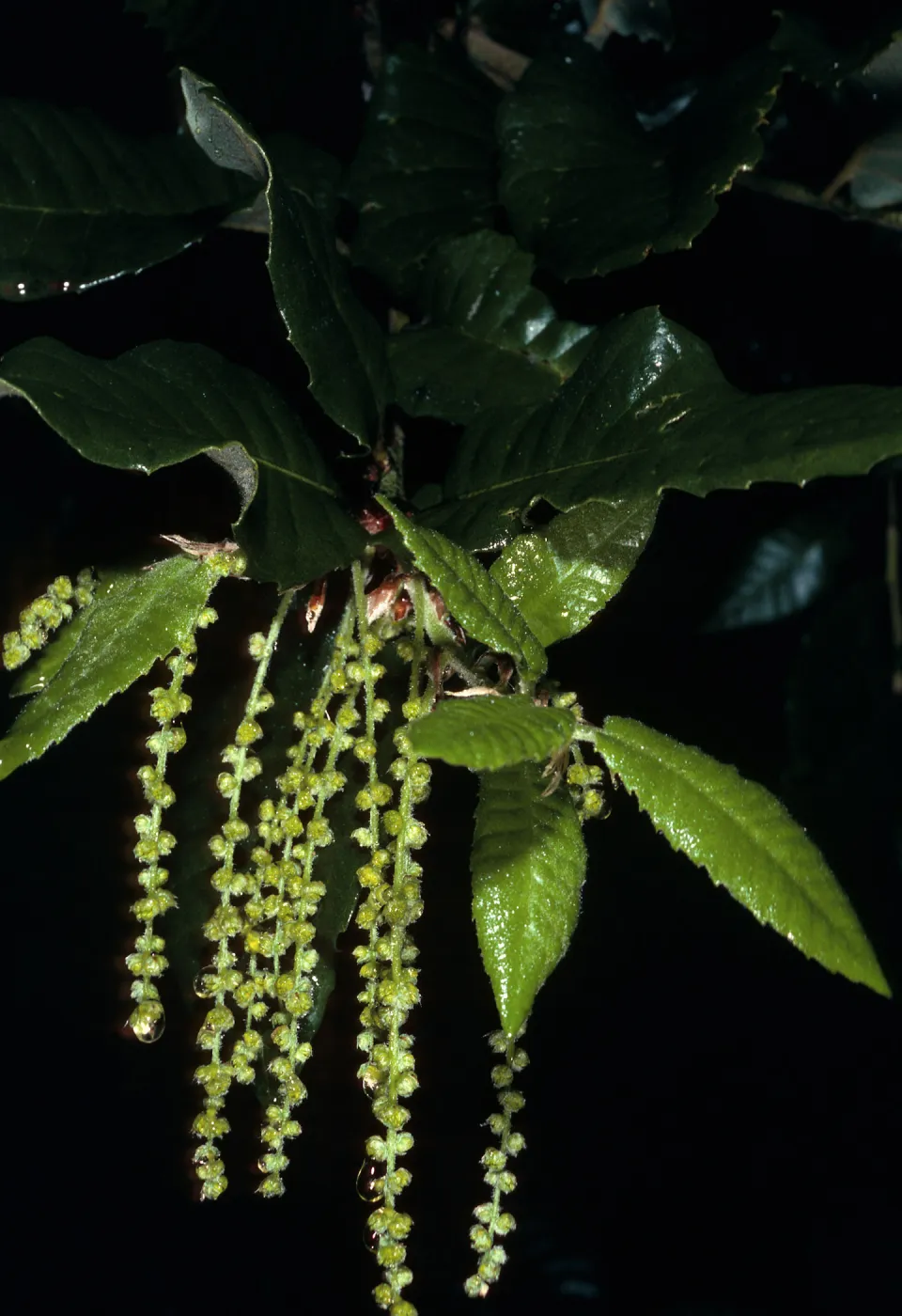 Quercus tomentella, SBBG