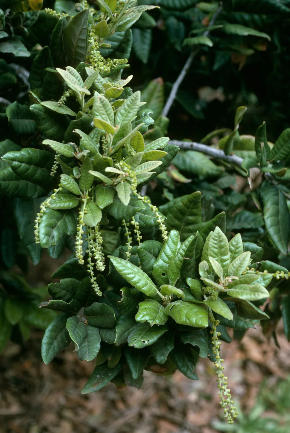 Quercus tomentella, SBBG