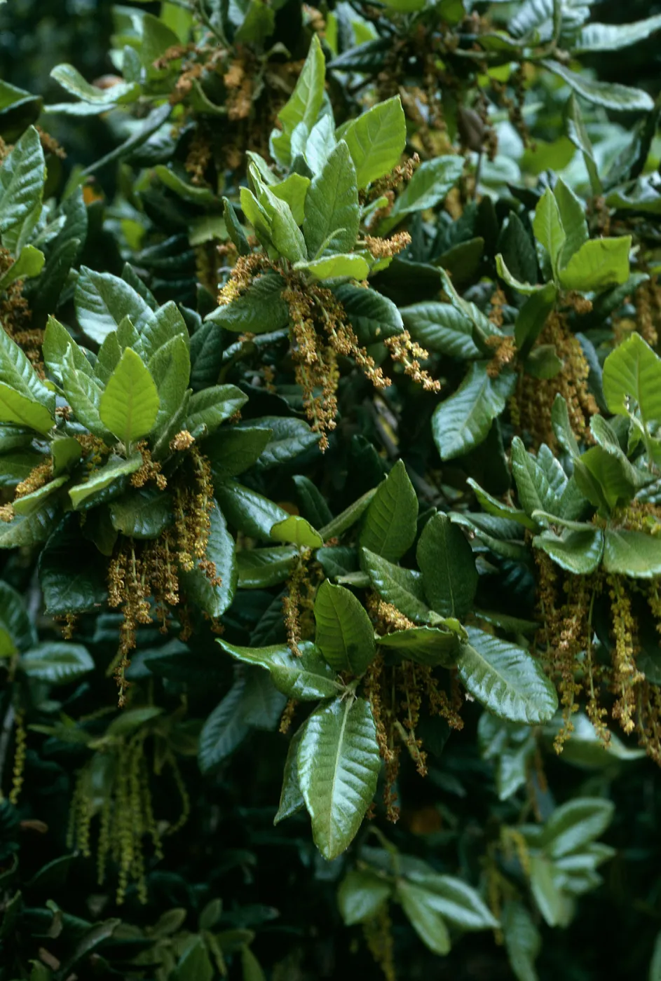 Quercus tomentella, SBBG