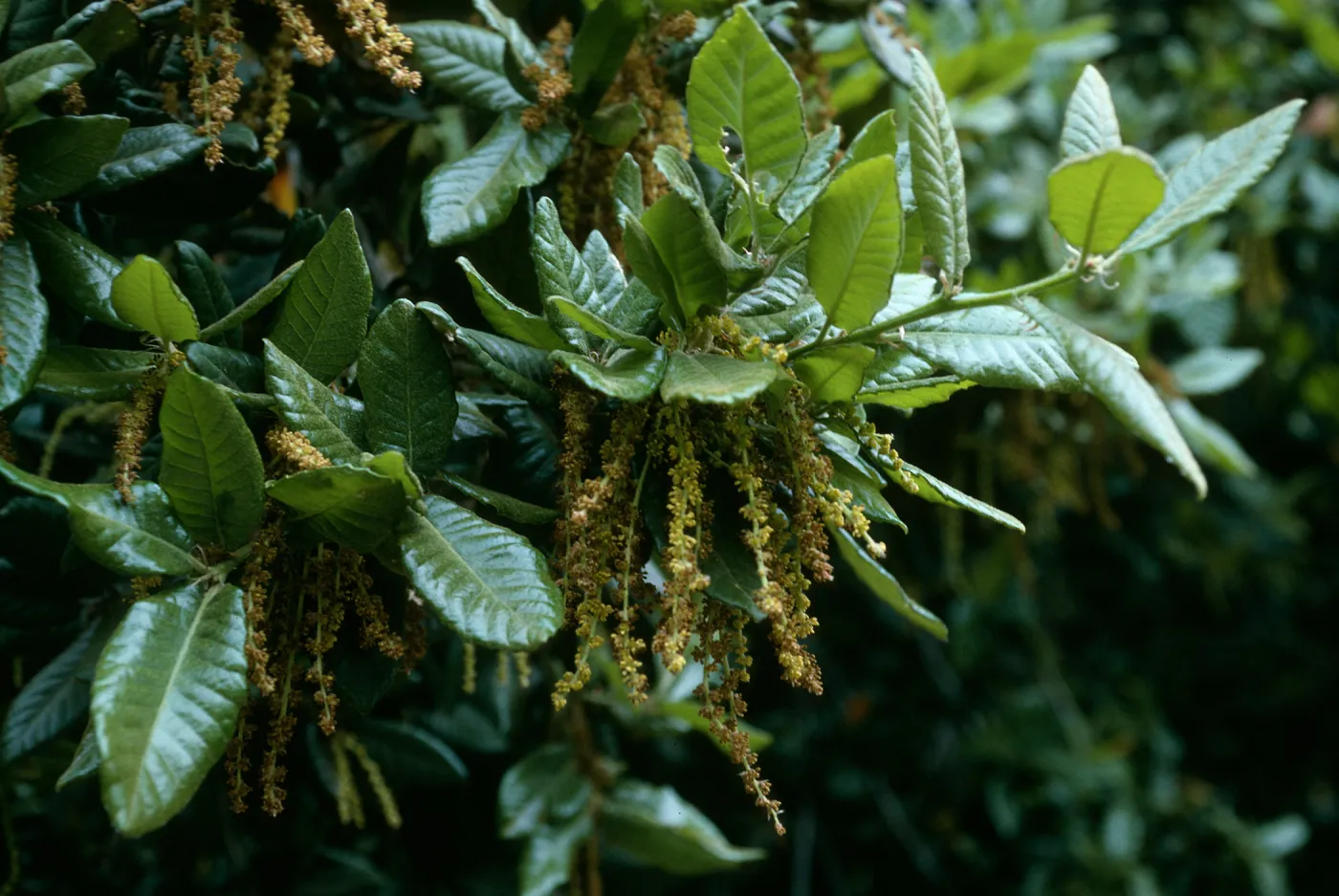 Quercus tomentella, SBBG