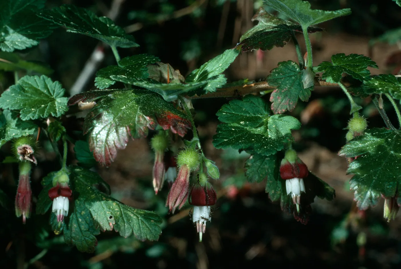 Ribes thacherianum, Island Section, SBBG