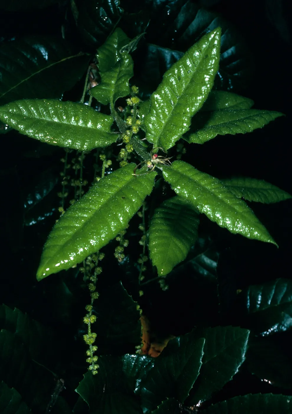 Quercus tomentella, SBBG