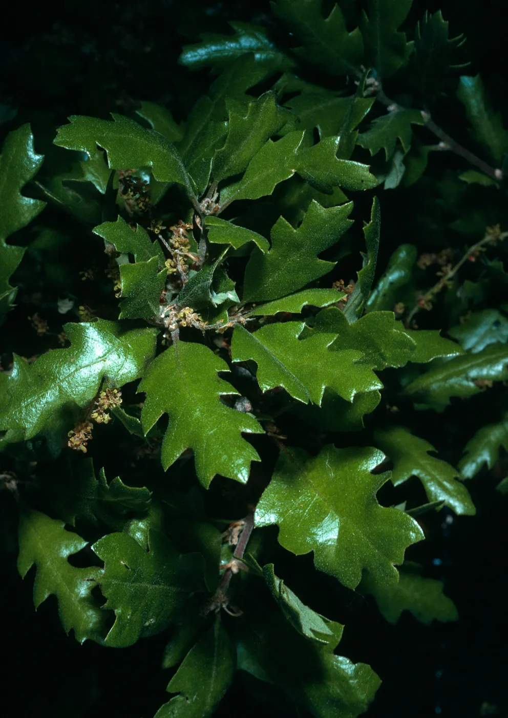 Quercus dumosa var. kinselae, SBBG
