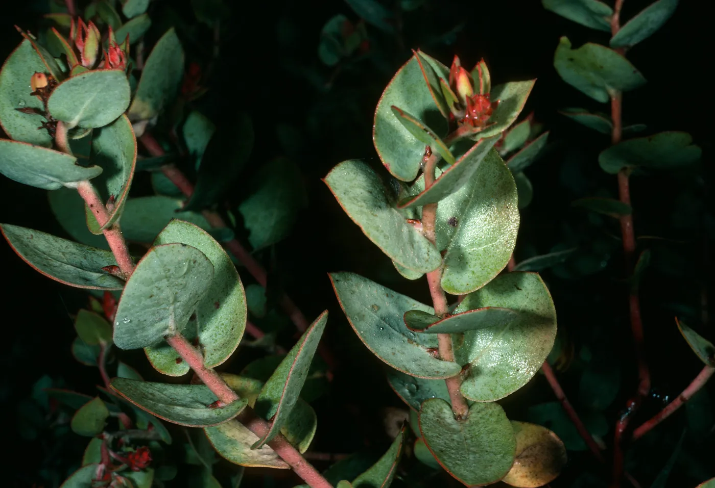 Arctostaphylos luciana, East Cuesta Road