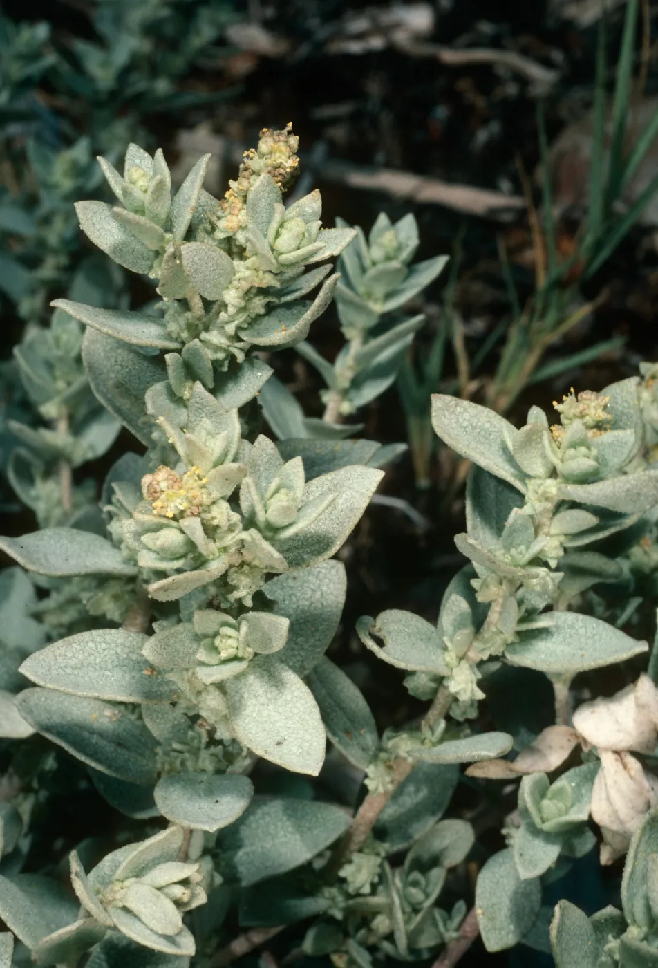 Atriplex leucophylla, UCSB Campus Beach