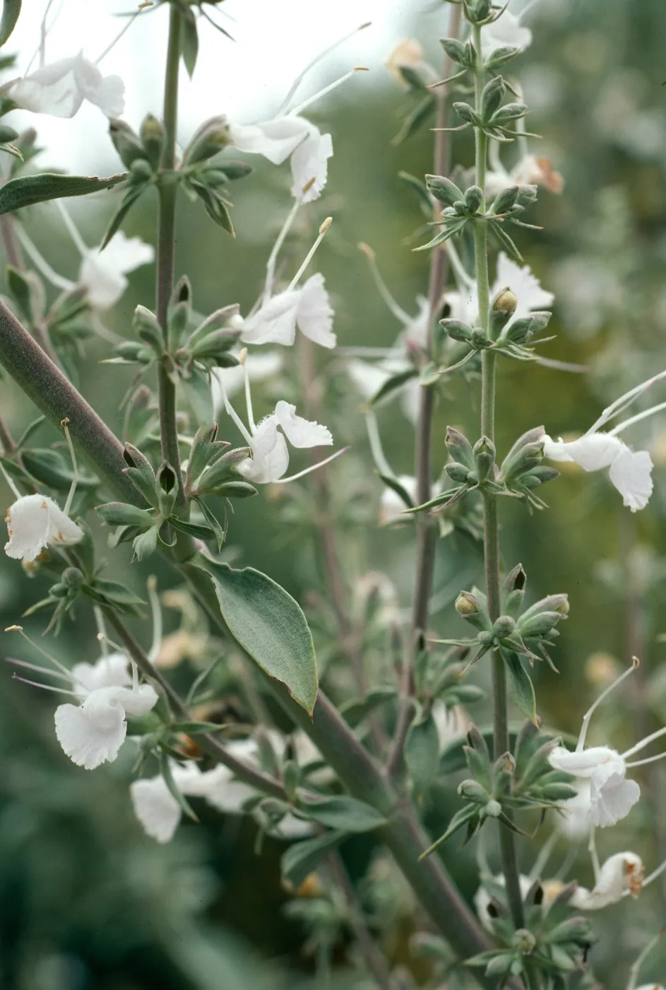 Salvia apiana (White Sage), San Roque Canyon, Santa Barbara