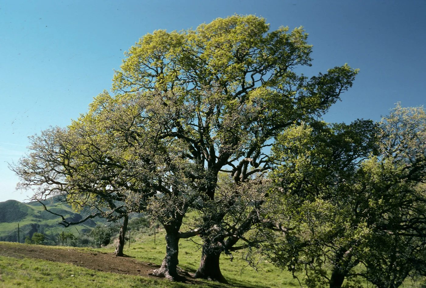 Quercus, Figueroa Mountain Road