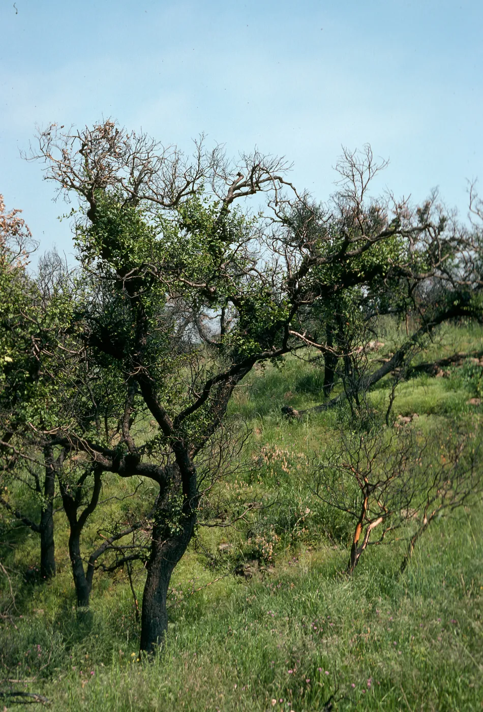 Quercus agrifolia (Coastal Live Oak) - leafing out after burn, Charmlee Wilderness Park