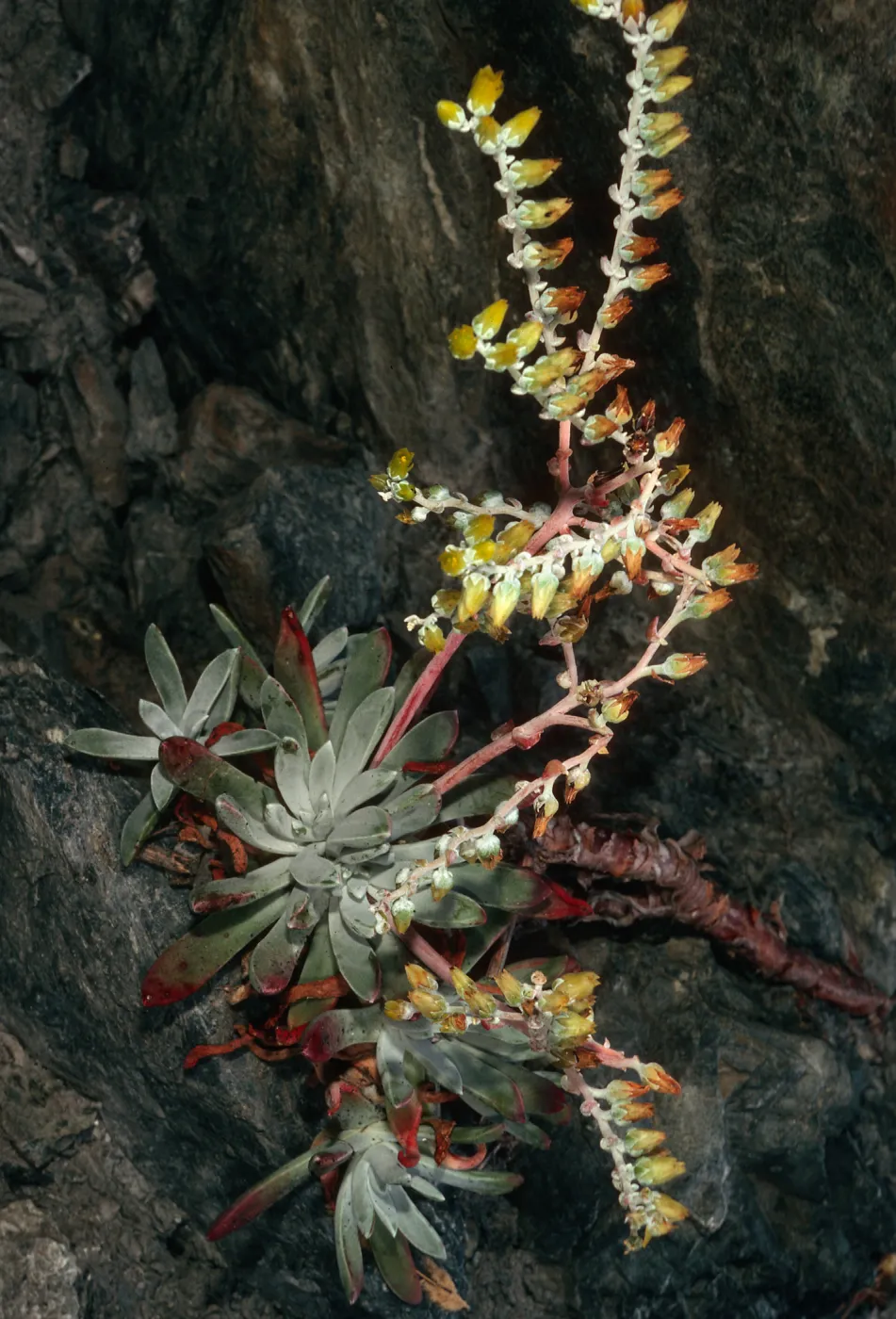 Dudleya caespitosa, Jade Cove, Monterey County