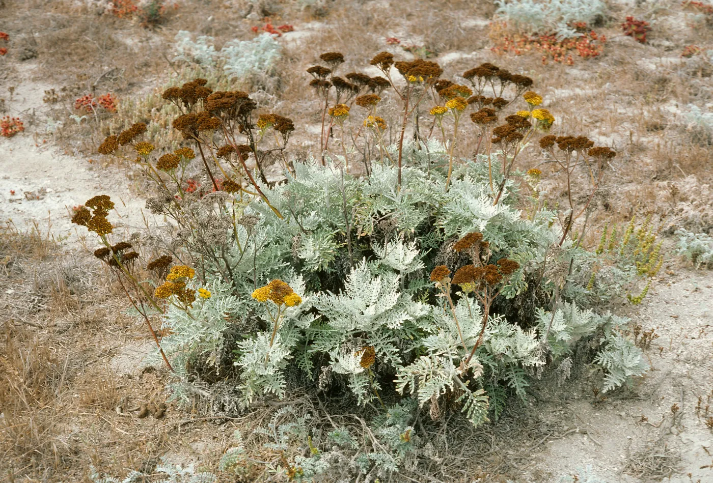 Eriophyllum nevinii, Northwest Harbor, South Clemente Island