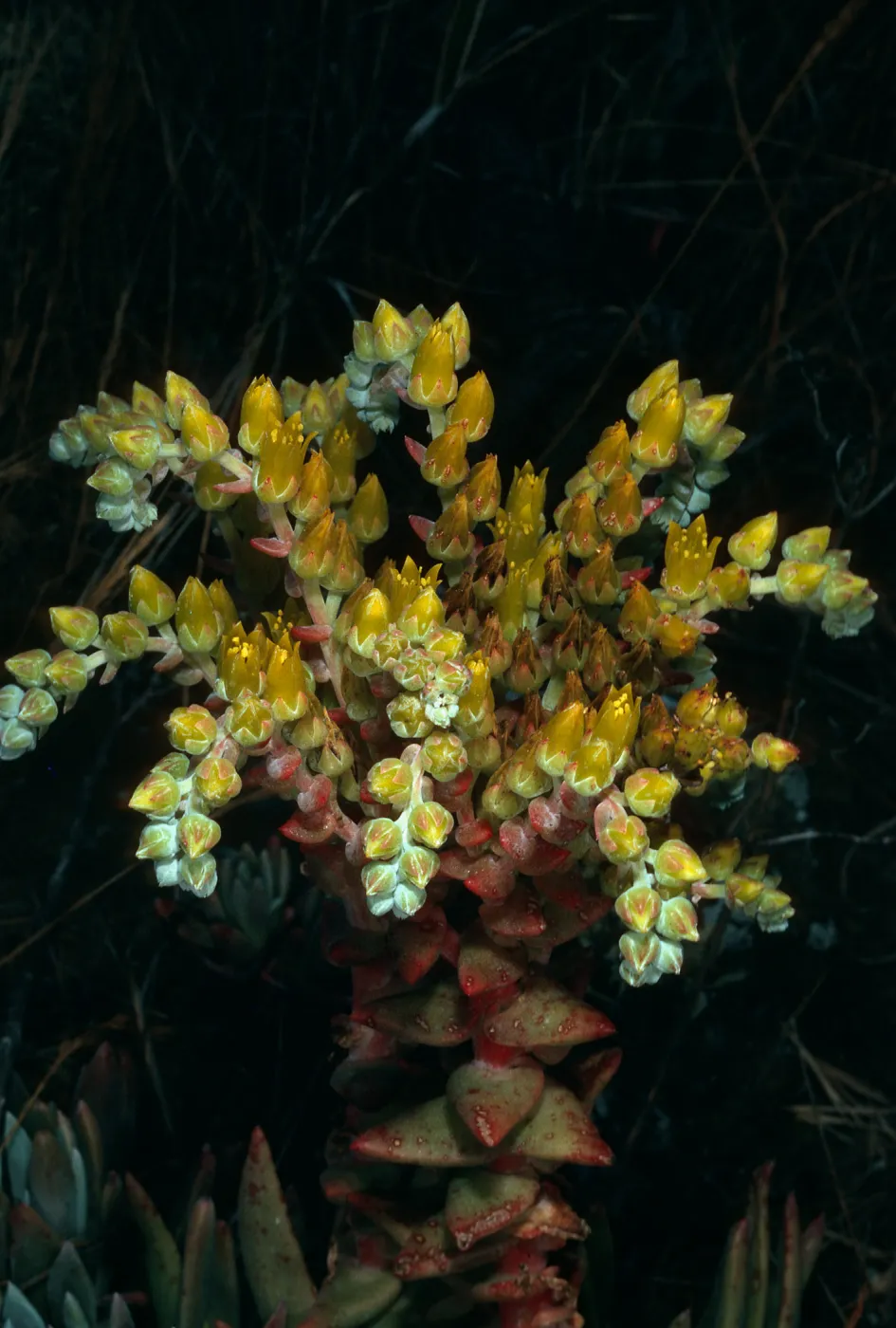 Dudleya caespitosa, Just east of West Terrace, West Anacapa Island