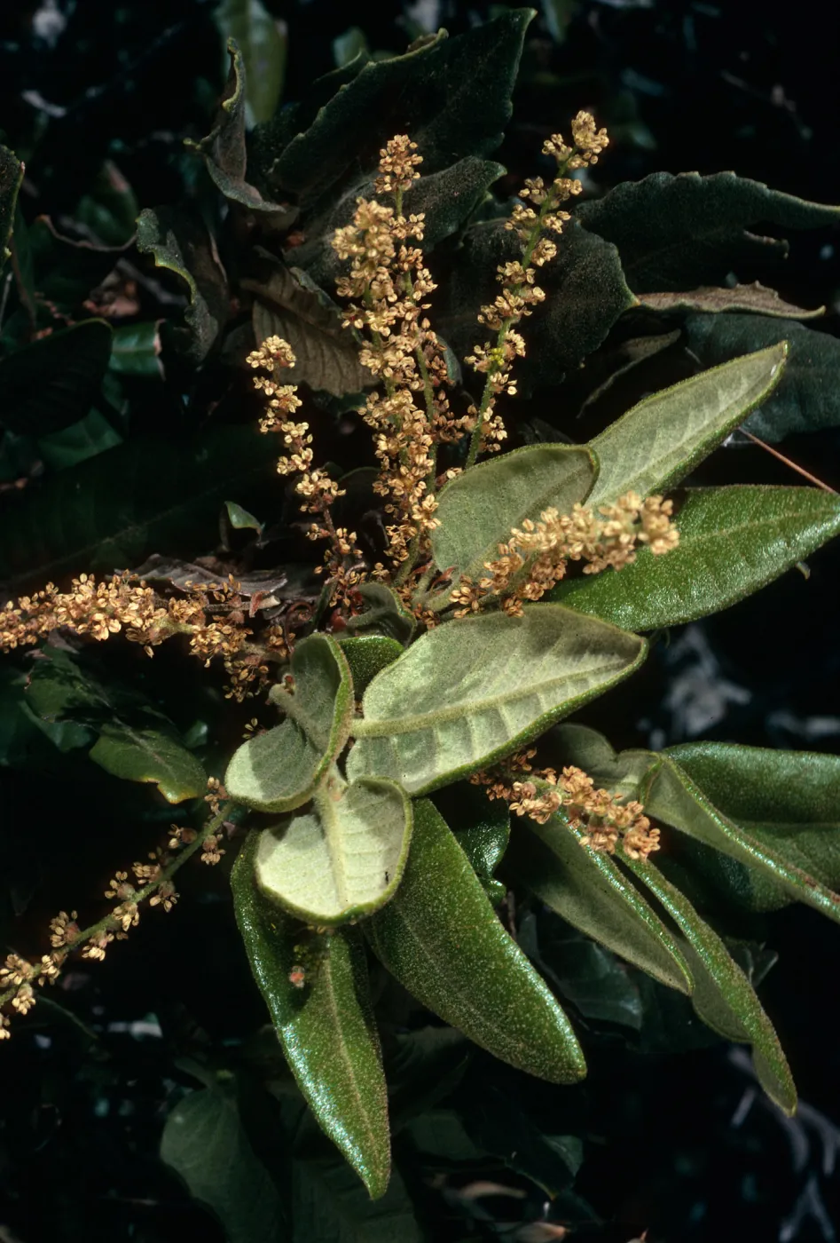 Quercus tomentella, Santa Cruz Island