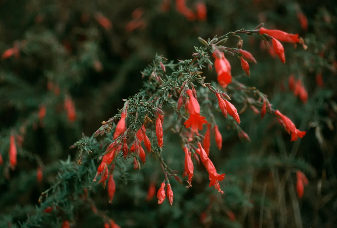 Zauschneria cana, South Ridge Road above Laguna Canyon, Santa Cruz Island