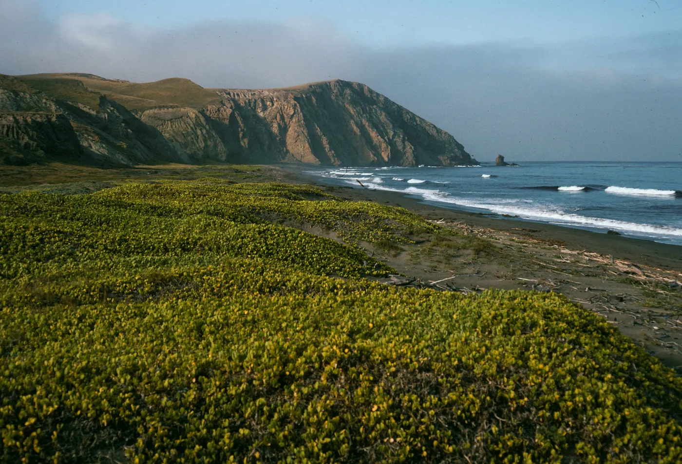 Abronia maritima, Christy Ranch, Santa Cruz Island