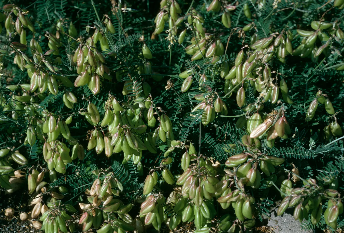 Astragalus trichopodus var. lonchus, Near Christy Ranch, Santa Cruz Island