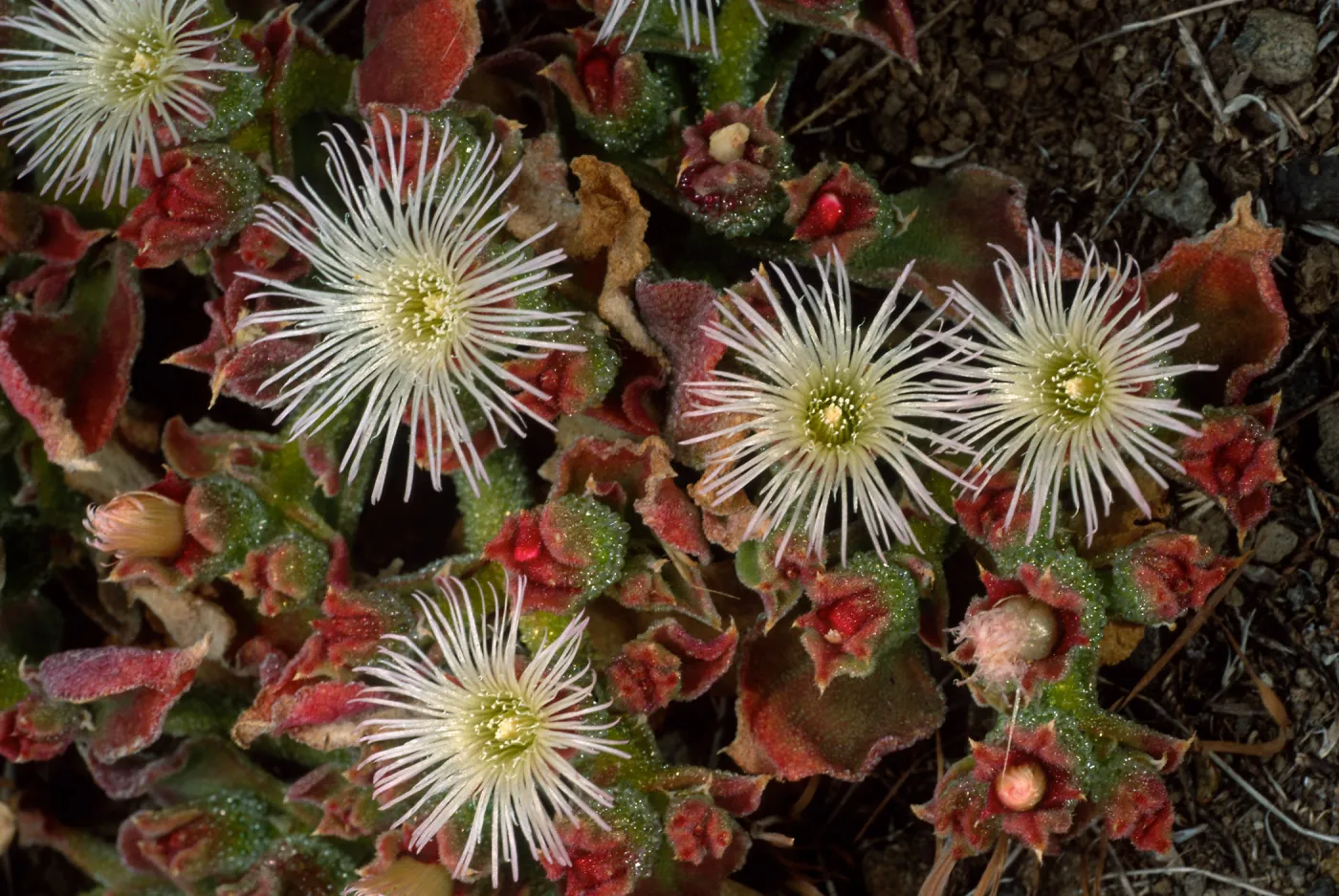 Mesembryanthemum crystallinum, Head of north fork of Graveyand Canyon, Santa Barbara Island