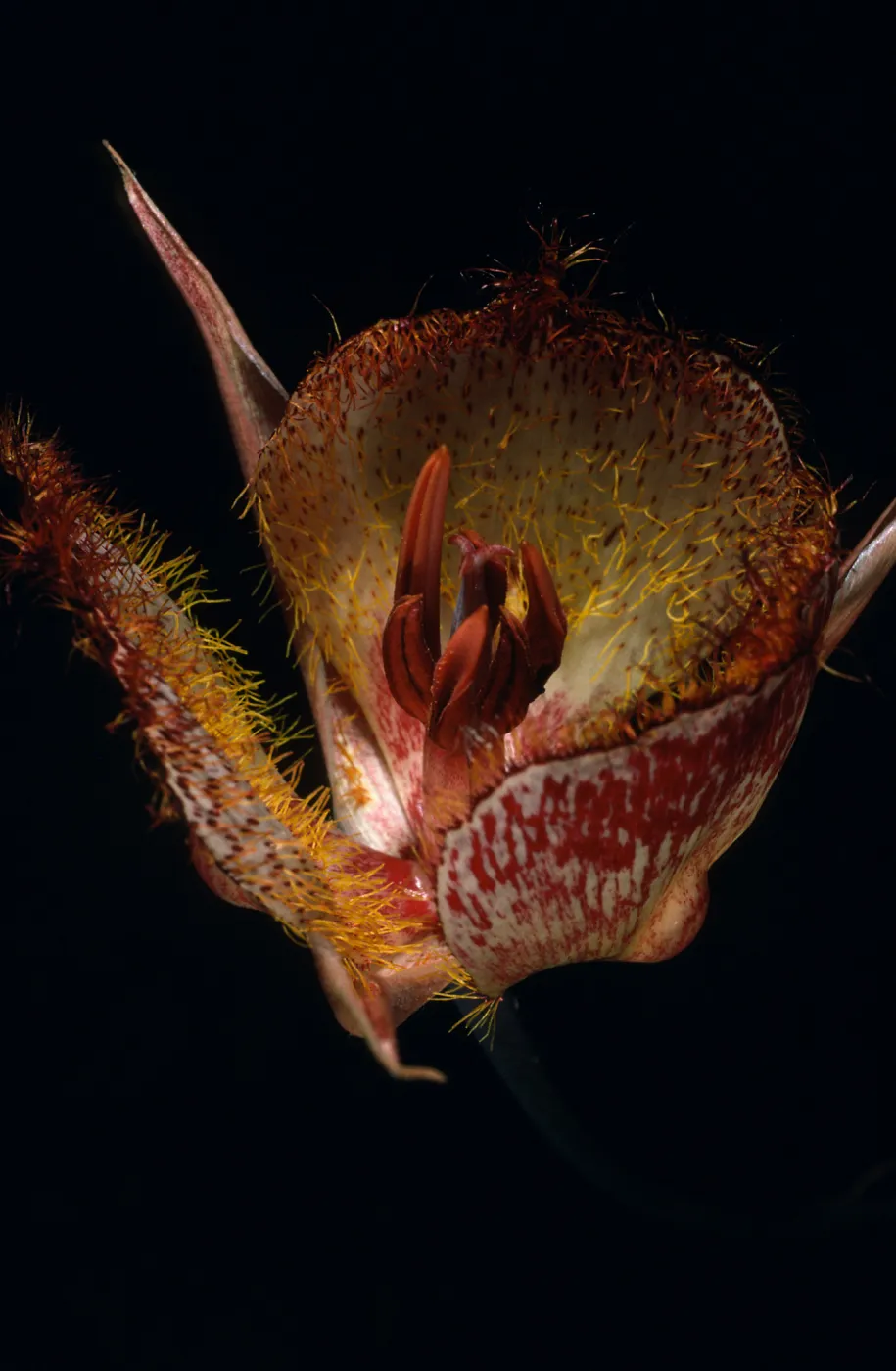 Calochortus weedii, Tunnel Road Trail, Santa Ynez Mountains