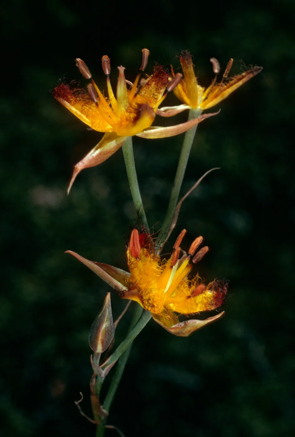 Calochortus obispoensis, West Cuesta Ridge