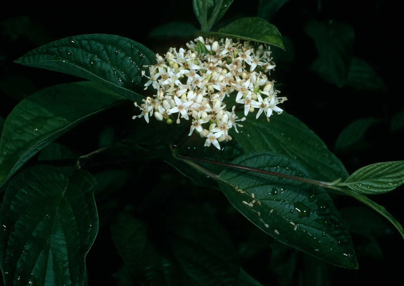 Cornus stolonifera, Rancho Santa Ana Botanical Garden